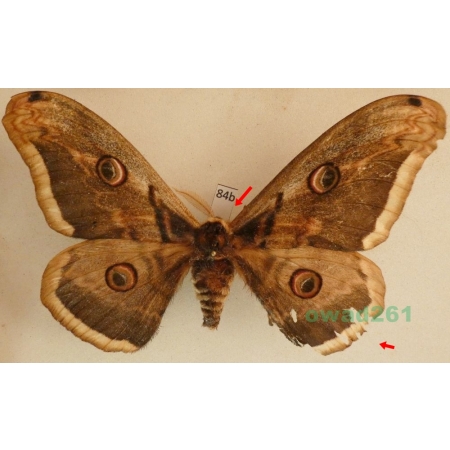 Saturnia pyri (Denis & Schiffermüller, 1775) male Pawica gruszówka Czech 118mm84b